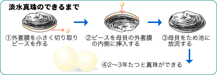 淡水真珠ができるまで