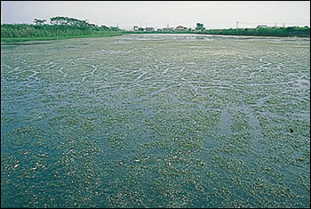コカナダモに占有され、日本産水草が消滅の危機にあるため池  