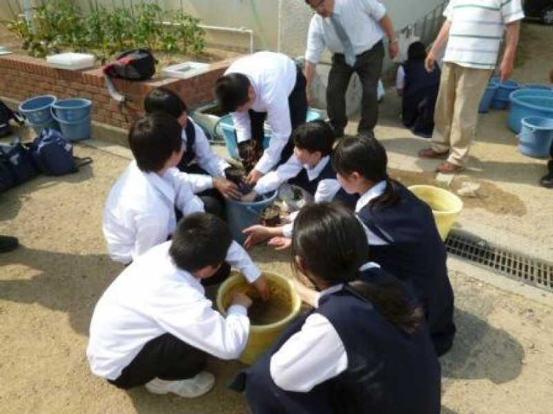 江井ヶ島中学校　環境学習　オニバスについて