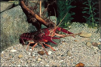 身近な水辺の生きものとして 定着してしまったアメリカザリガニ