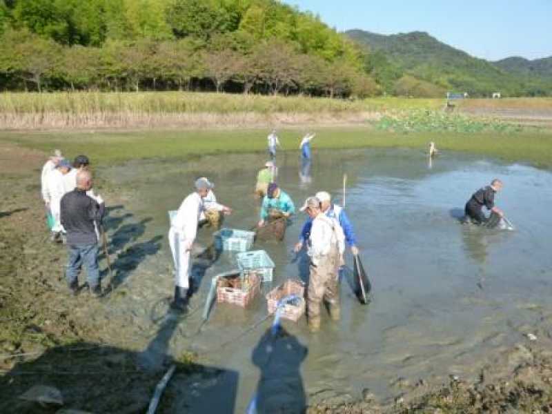 片山池かいぼり
