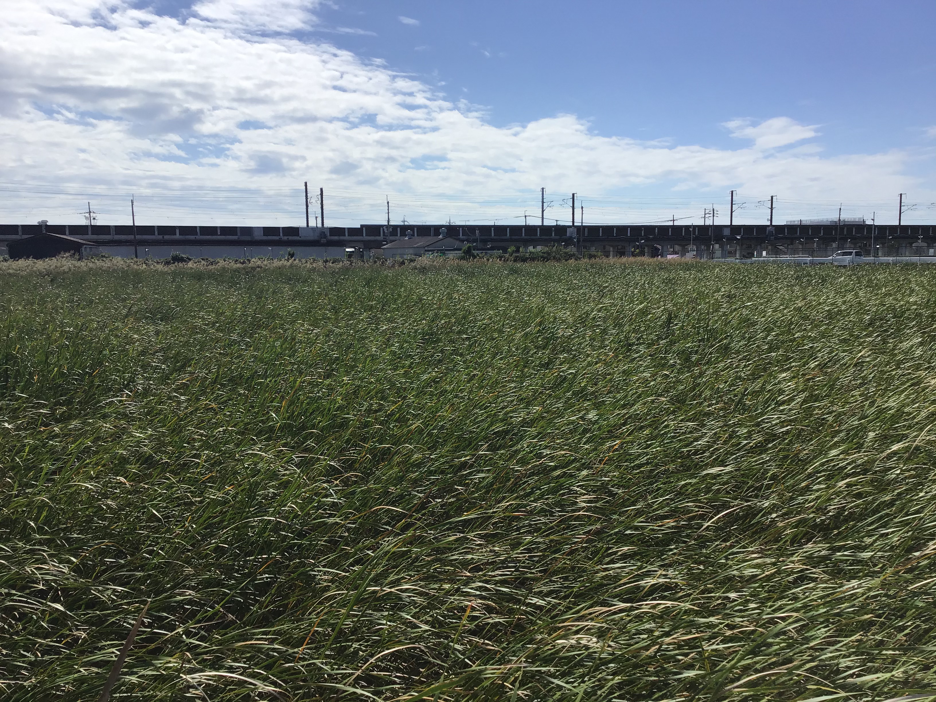 大草原のような請池のヒメガマ群生。奥(南側)に見えるのは山陽新幹線