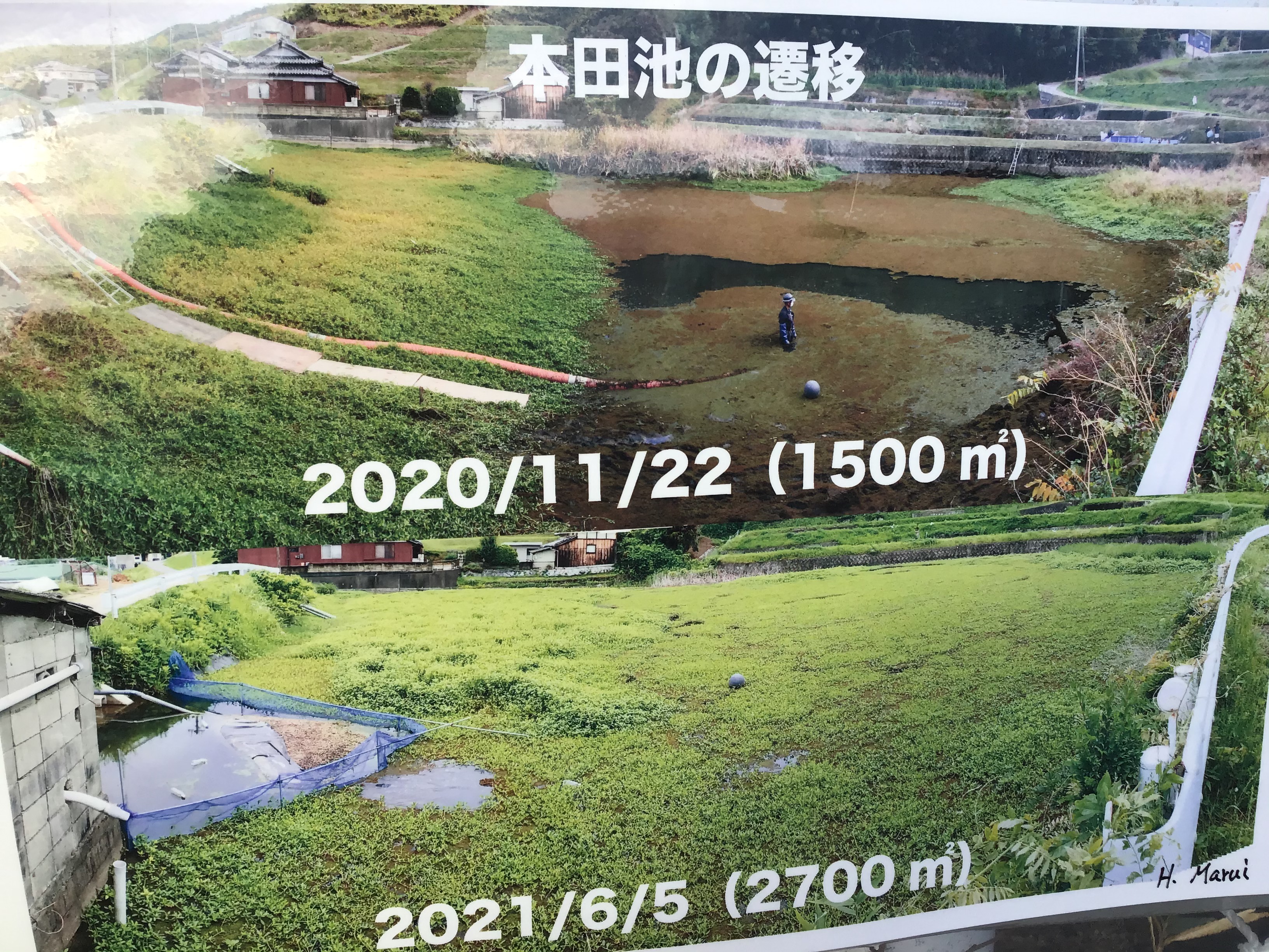 池横の張紙。上の写真中央はまだアゾラが繁茂し左がナガエ。下の写真はほぼナガエ。丸井先生のサインが右下に。これは、解り易い。