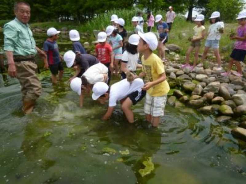 天満大池　アサザの植付け