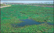 平地のため池の水草群落