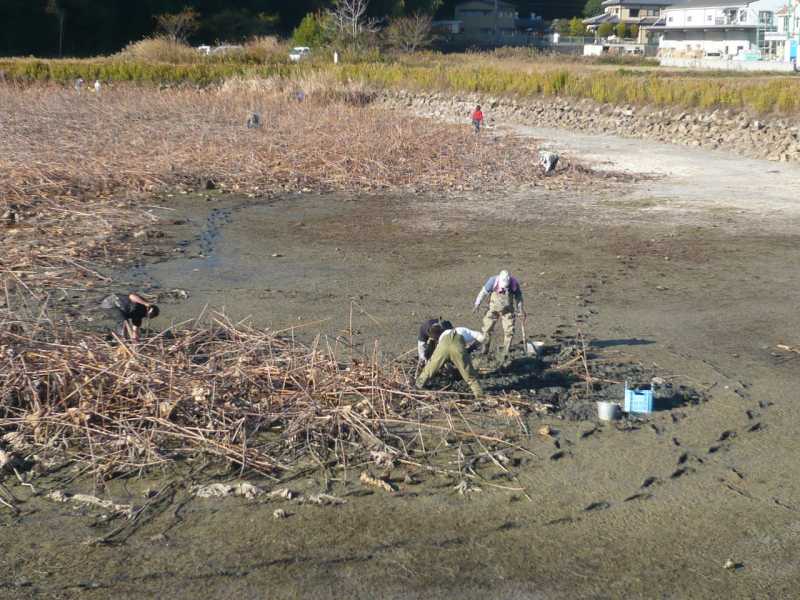 犬立池レンコン掘り（西牧）