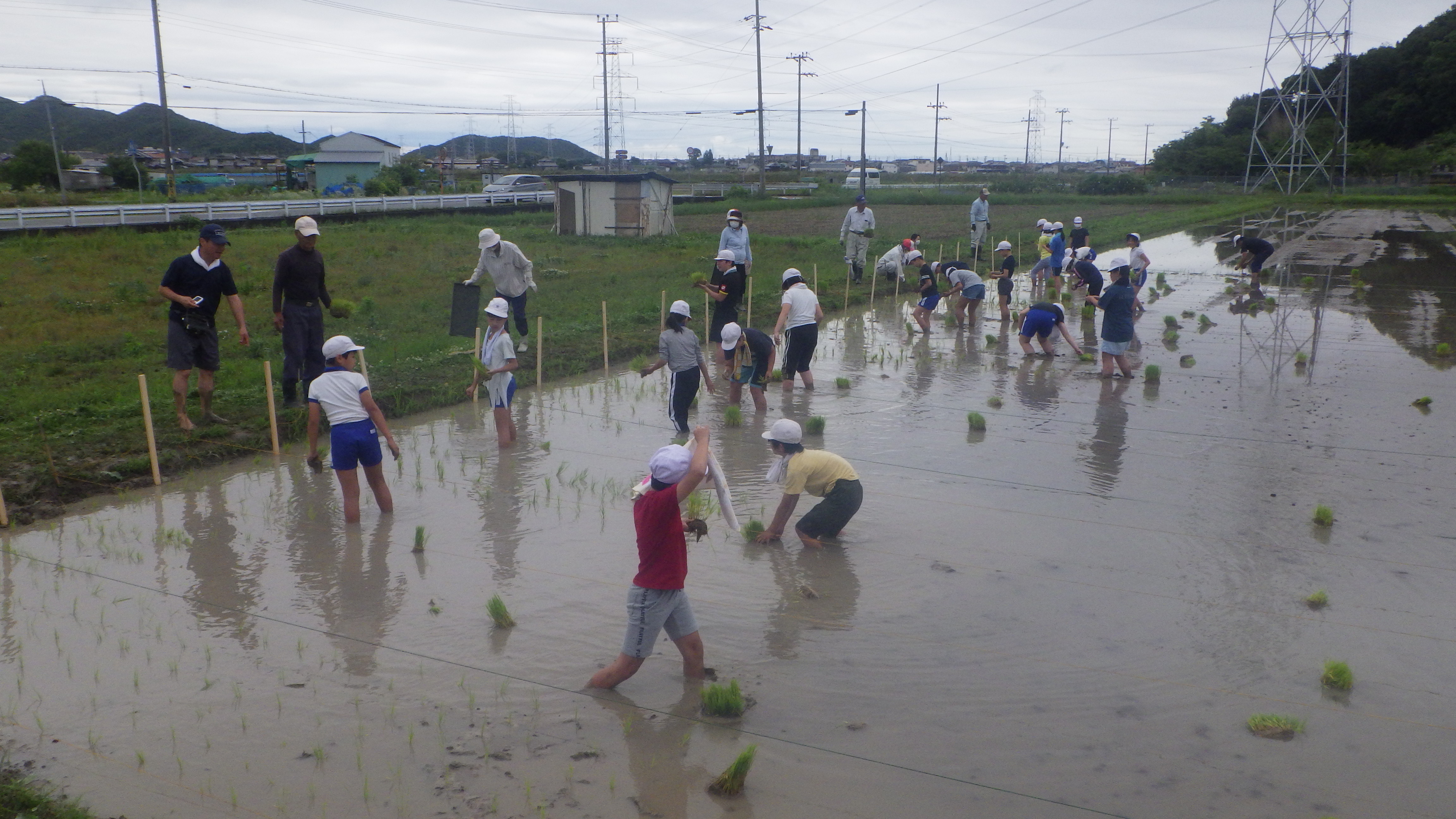 志方西小学校教育プログラム　５年生　田植え