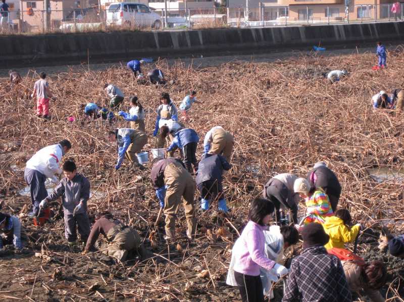 西島レンコン掘り大会