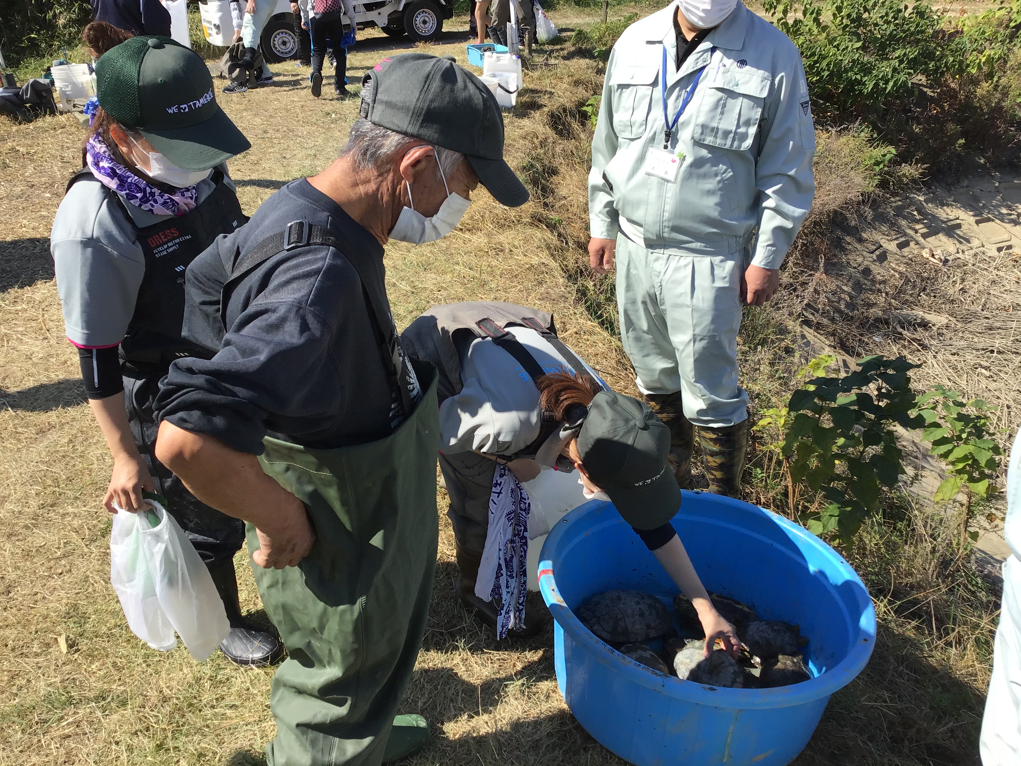 アカミミガメが沢山捕れました。東播磨県民局の稲岡さん平気で触ってますね。