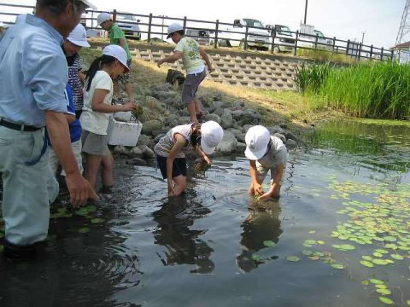 天満大池アサザの里帰り