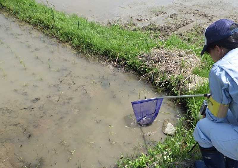 水田の生き物調査を実施中！