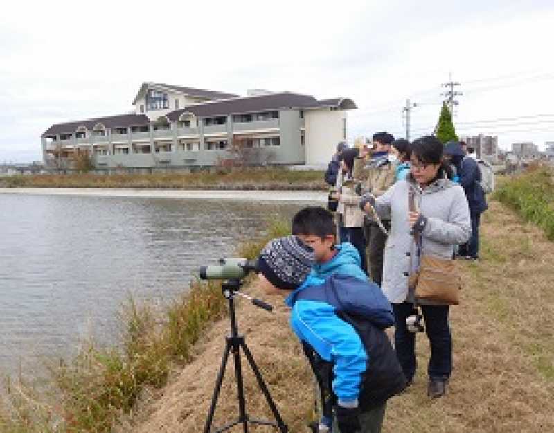 明石市江井島谷池　野鳥観察会・コスモス祭り