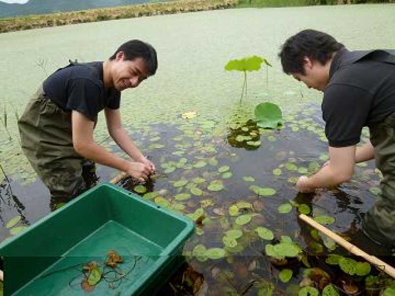 永室ジュンサイまつり準備