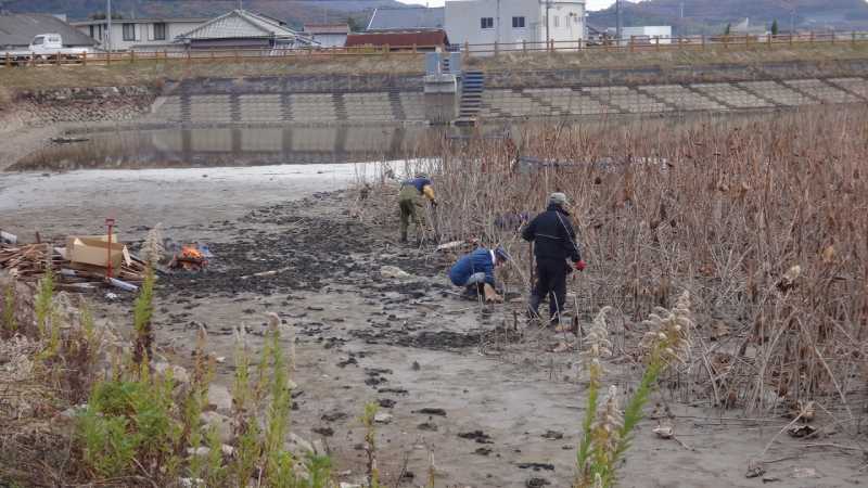 犬立池　レンコン掘り