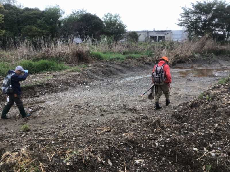 特定外来生物ナガエツルノゲイトウ駆除作業（新仏池）