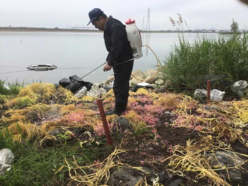 特定外来生物ナガエツルノゲイトウ駆除作業（天満大池）