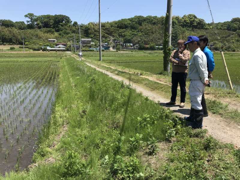 ナガエツルノゲイトウがある千葉県に視察にいってきました