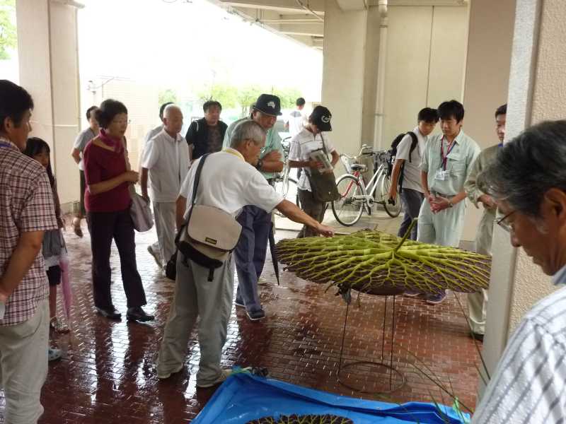 西島オニバス観察会