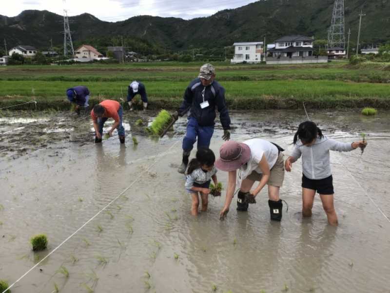 田んぼビオトープ田植え体験