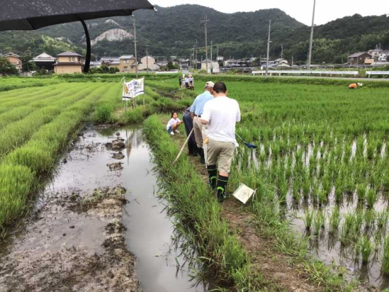 阿弥陀町水田ビオトープ　さし苗・草引き・生き物観察