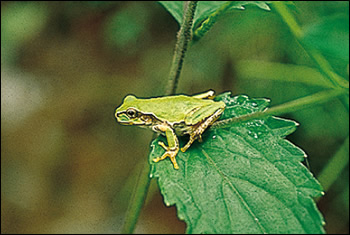 吸盤があってどこでもよじ登れ、乾燥に強いアマガエル