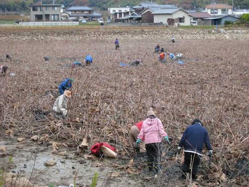 犬立池レンコン堀り