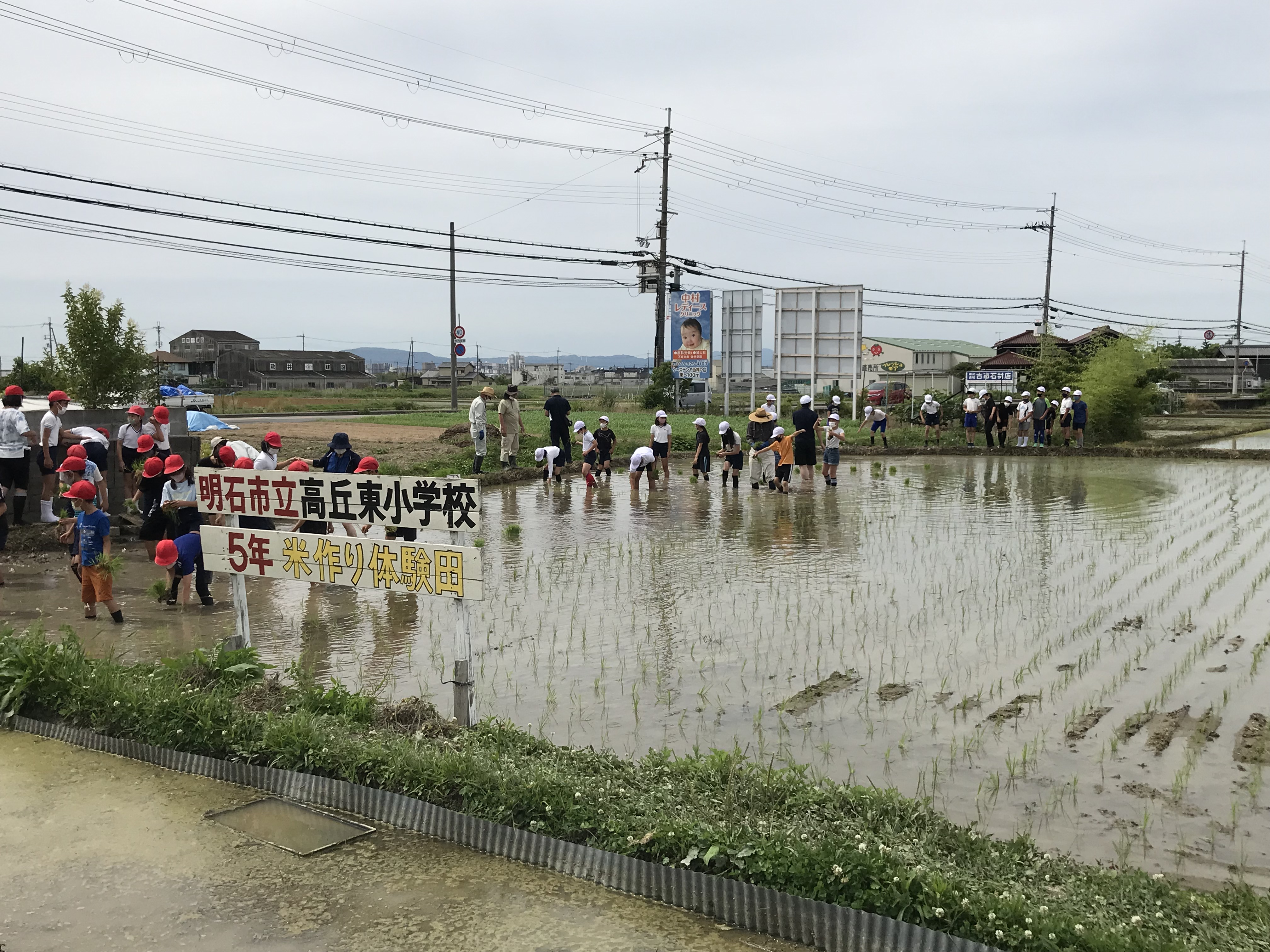 高丘東小学校教育プログラム　５年生　田植え