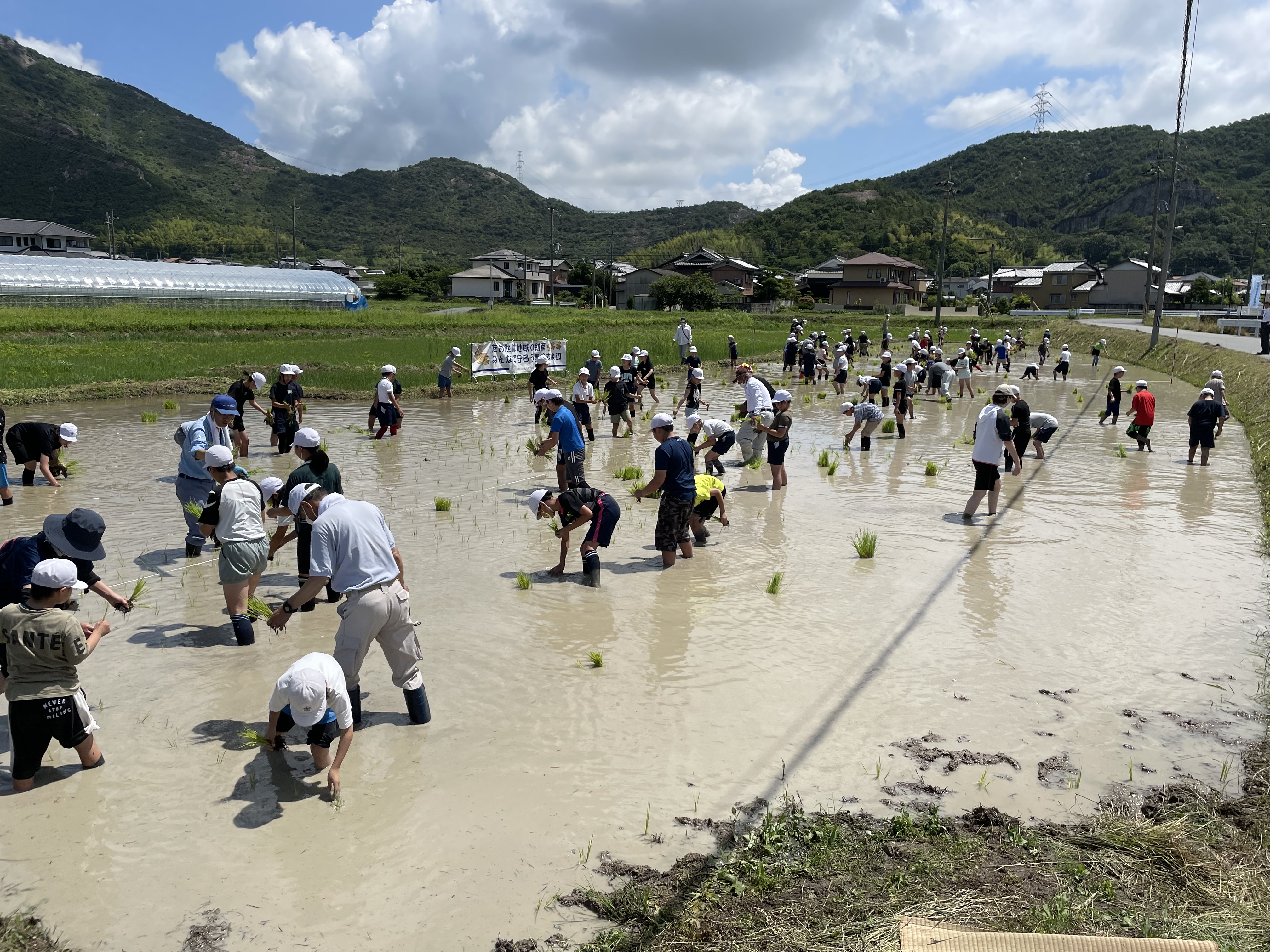 阿弥陀小学校　５年生　田植え