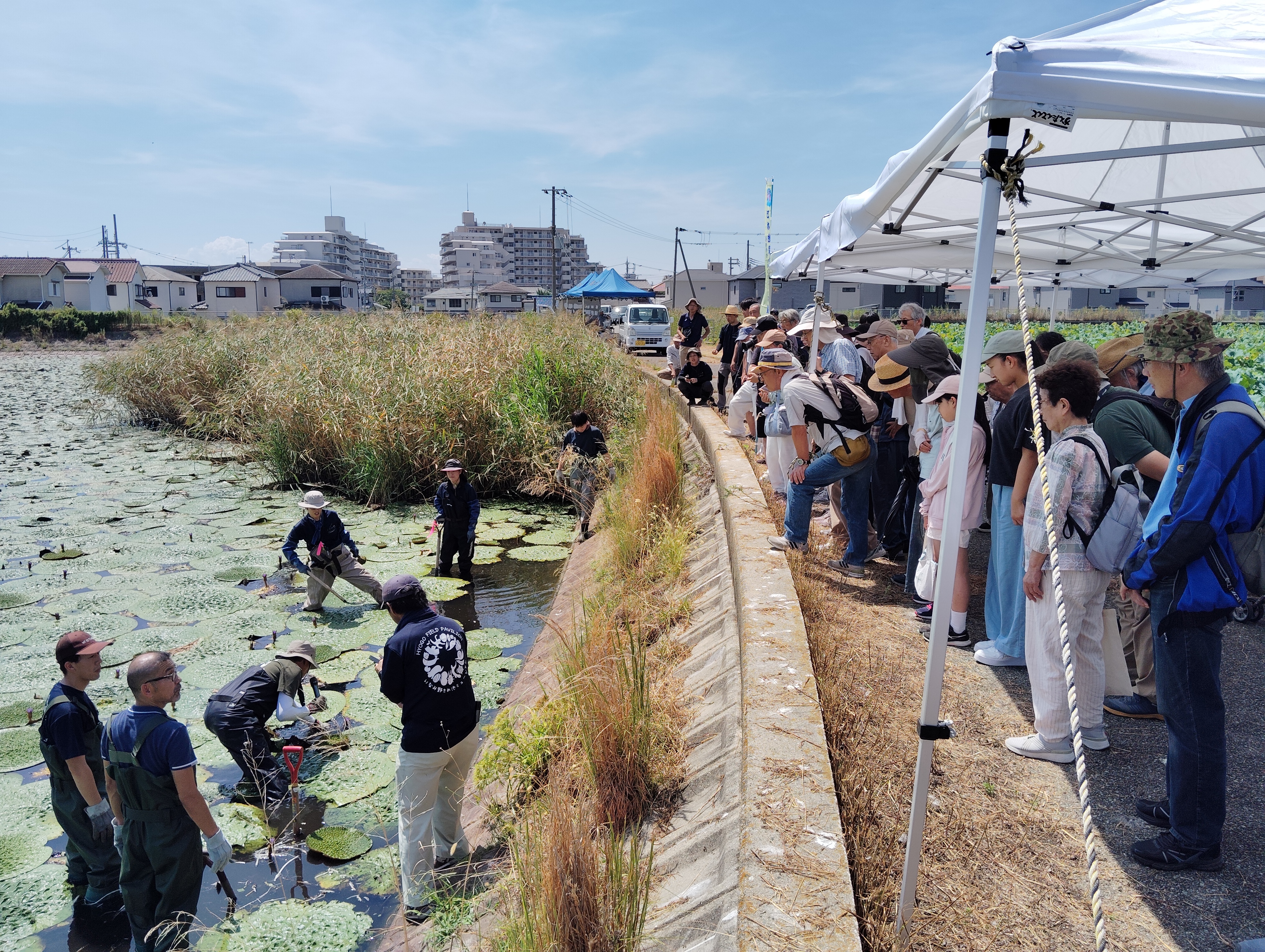 オニバス観察会が開催されました！【ひょうごフィールドパビリオン　きて・みて・ふれていなみ野ため池再発見！イベント第３弾✨】